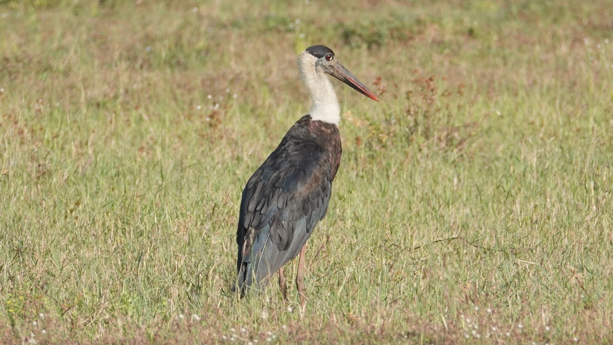 Asian Woolly-necked Stork - ML647497922