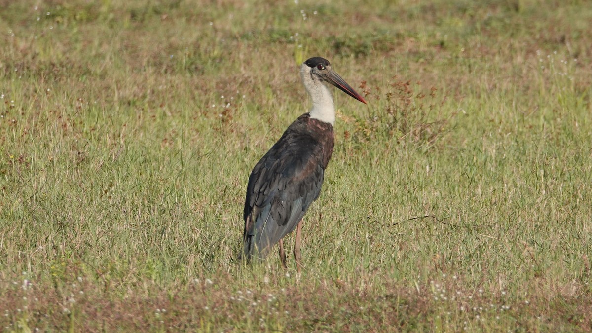 Asian Woolly-necked Stork - ML647497923