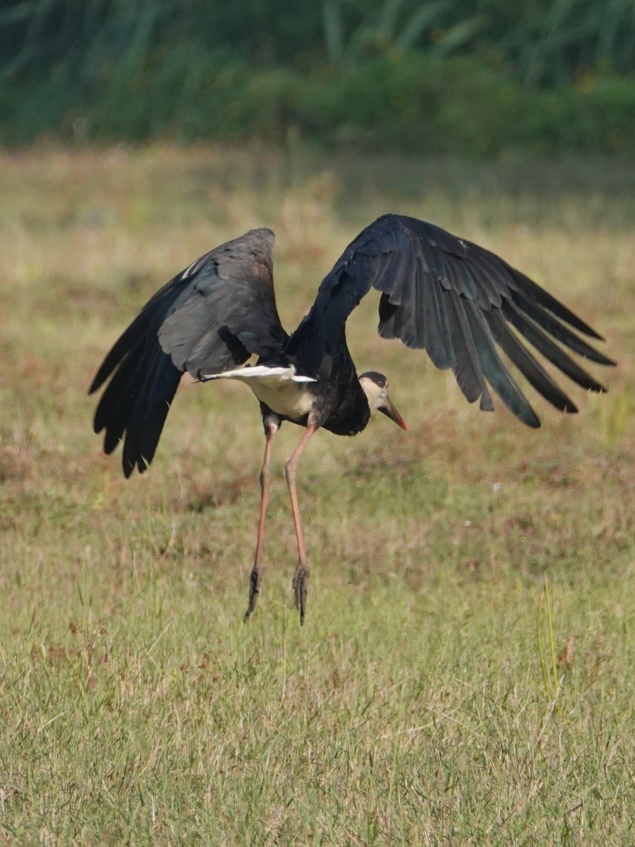 Asian Woolly-necked Stork - ML647497924