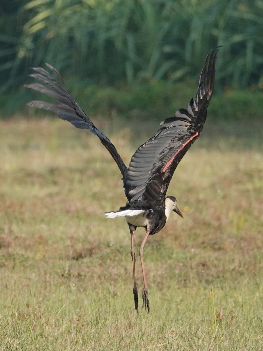 Asian Woolly-necked Stork - ML647497925