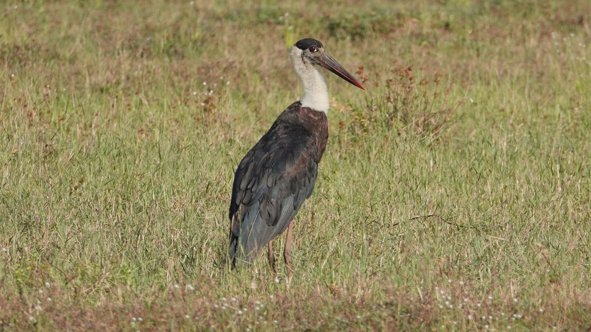 Asian Woolly-necked Stork - ML647497926