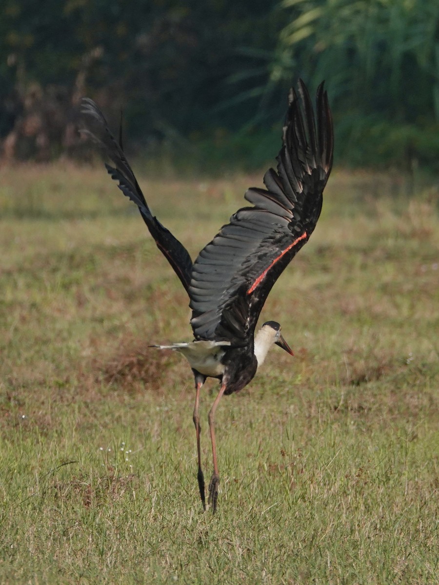 Asian Woolly-necked Stork - ML647497927
