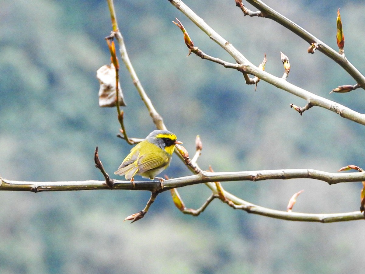 Black-faced Warbler - ML647497928