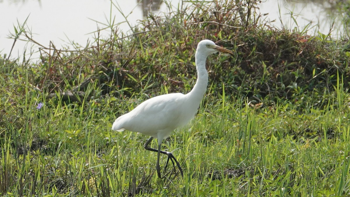 Medium Egret - ML647497929