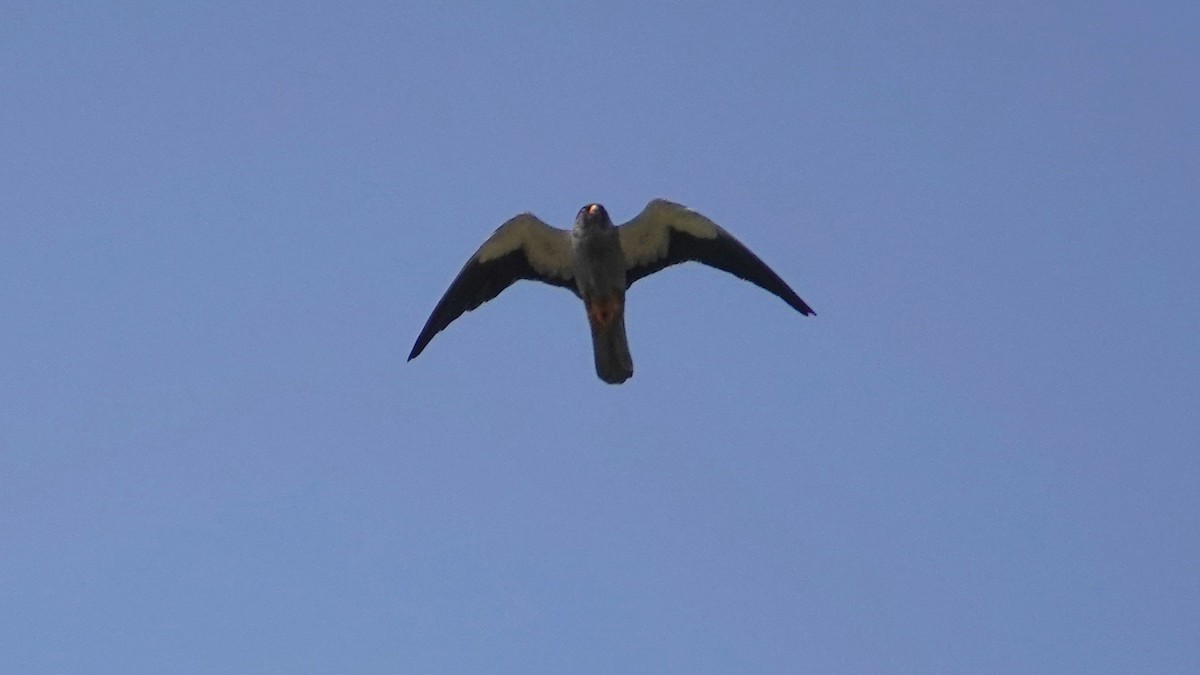 amurfalk - ML647497937