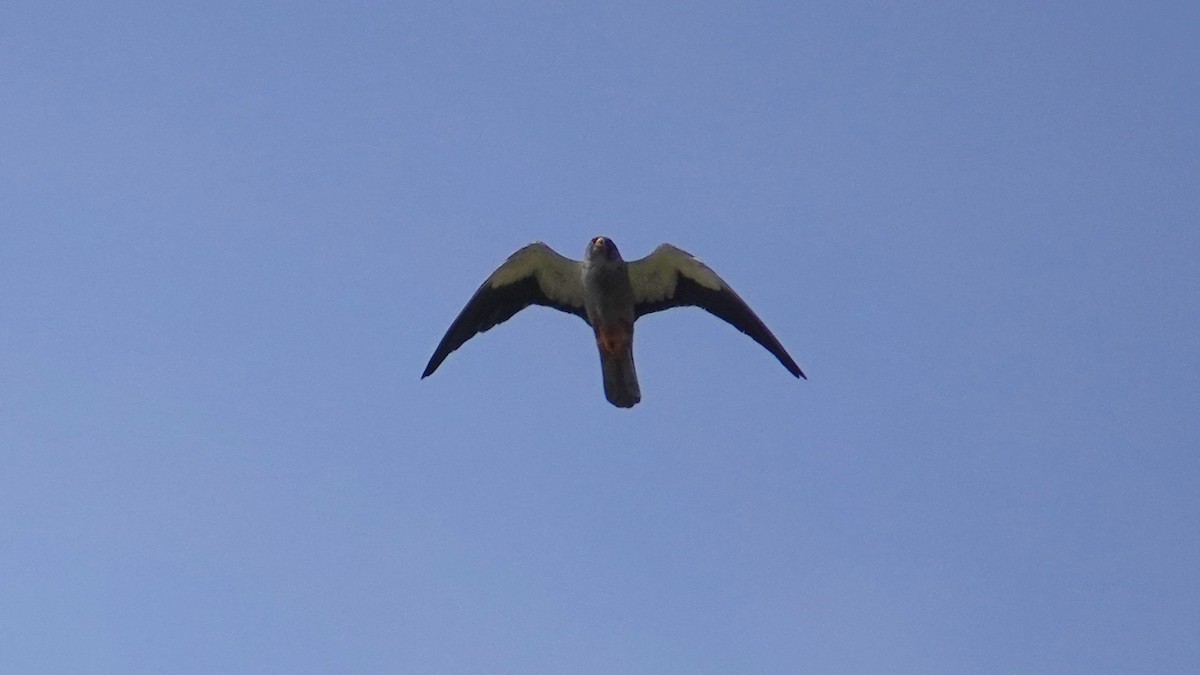 amurfalk - ML647497939