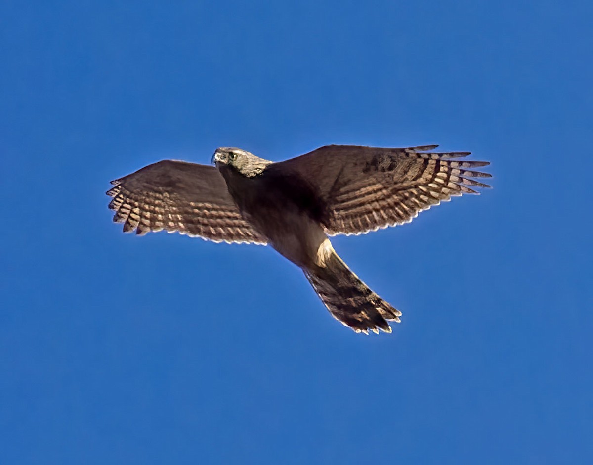 spurvehauk - ML647497940