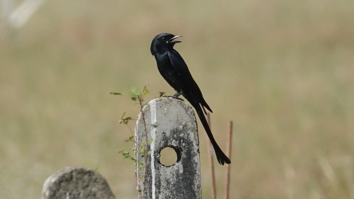 svartdrongo - ML647497941