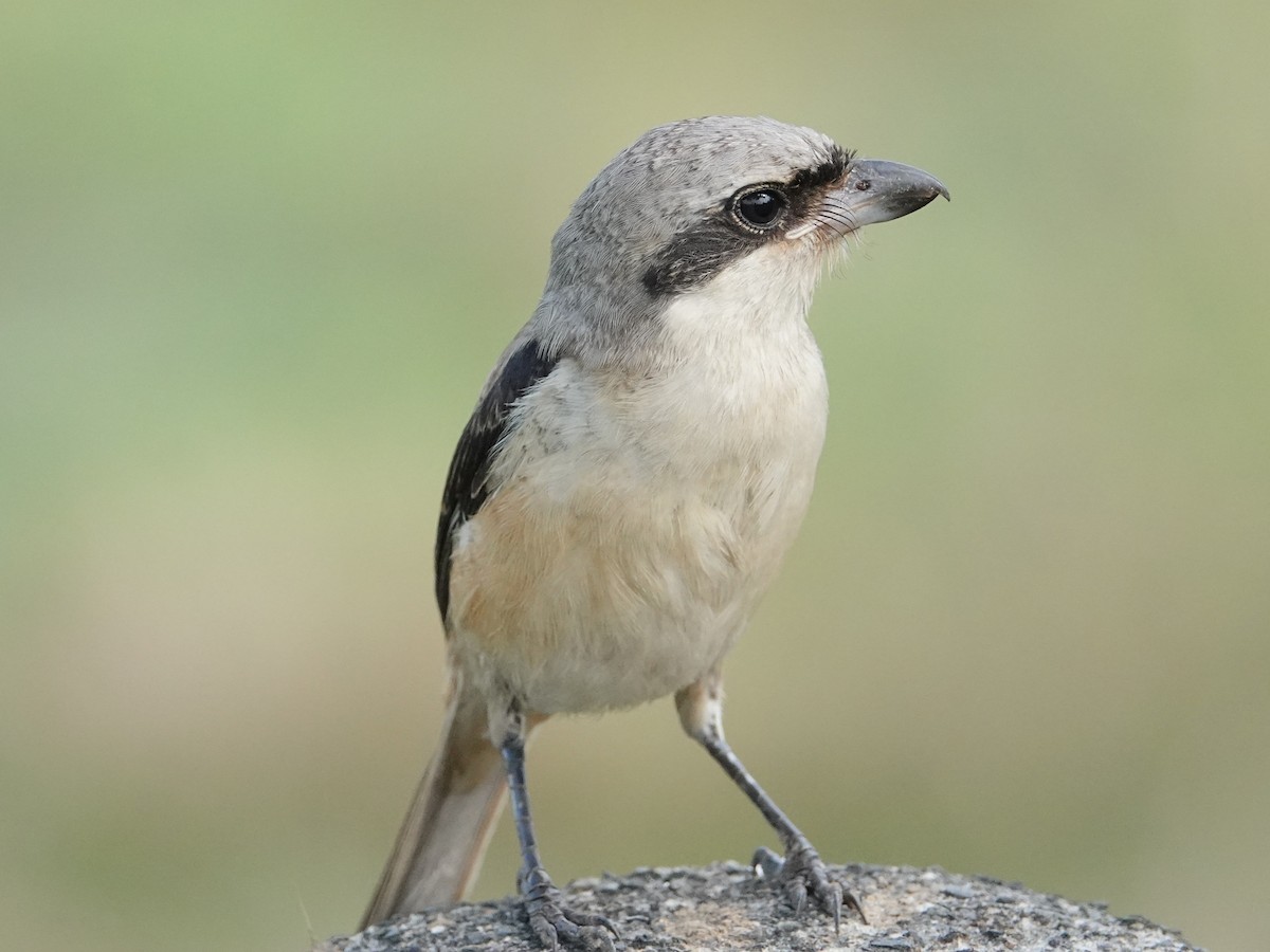 rustvarsler - ML647497942