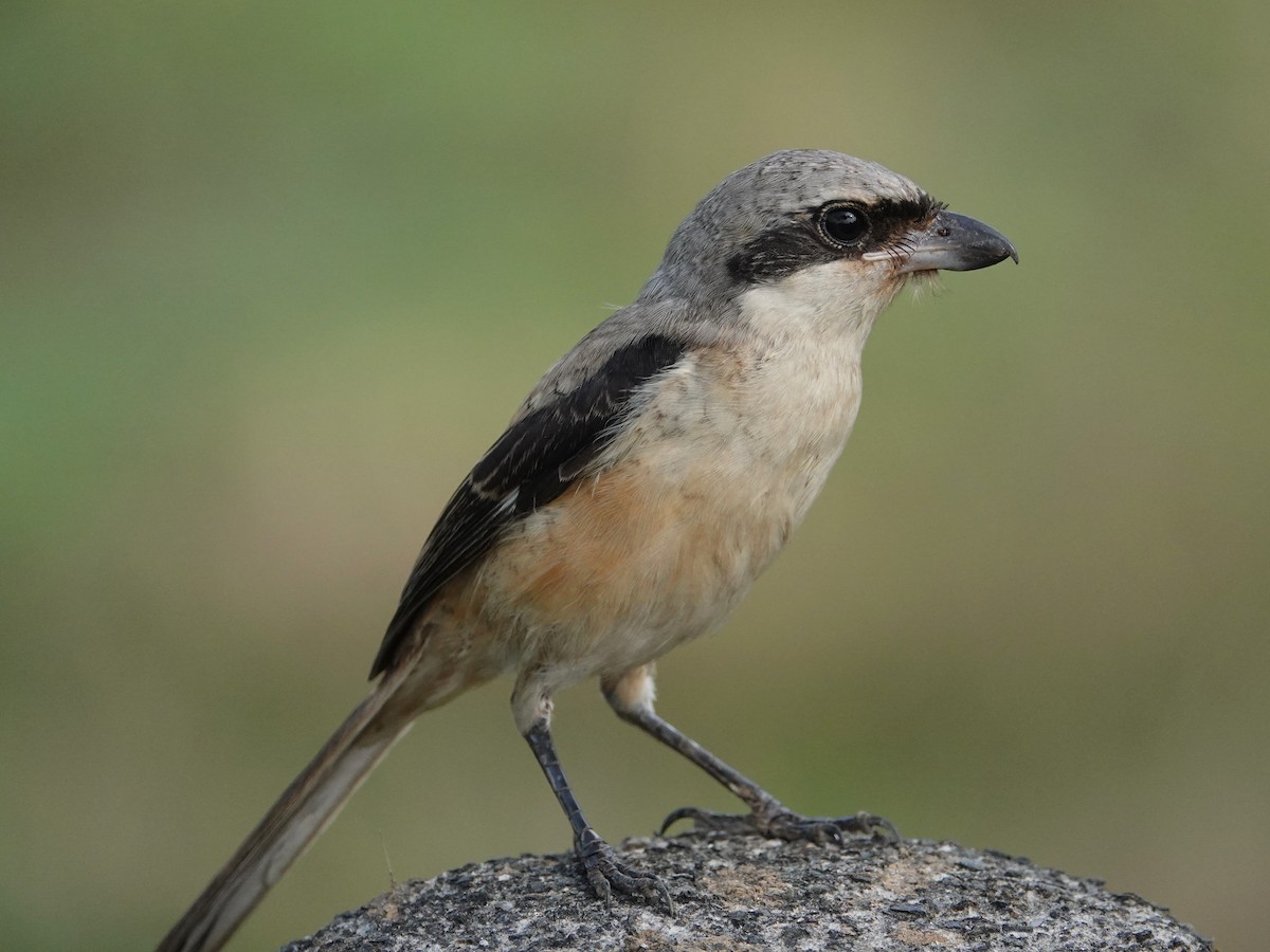 rustvarsler - ML647497943