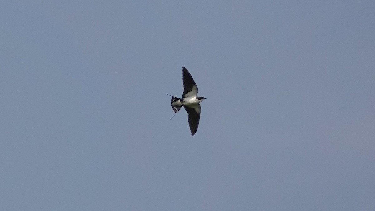 trådstjertsvale - ML647497944