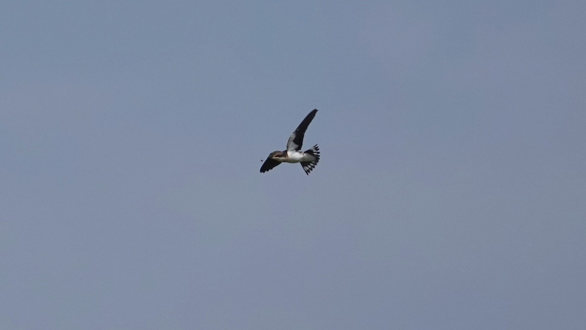 trådstjertsvale - ML647497946