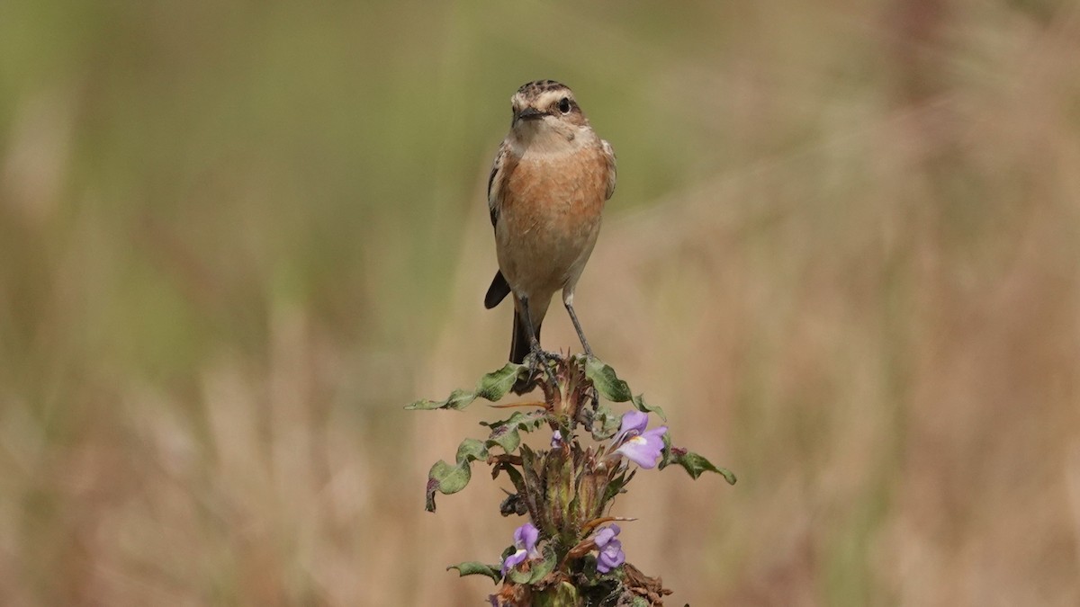 russesvartstrupe - ML647497953