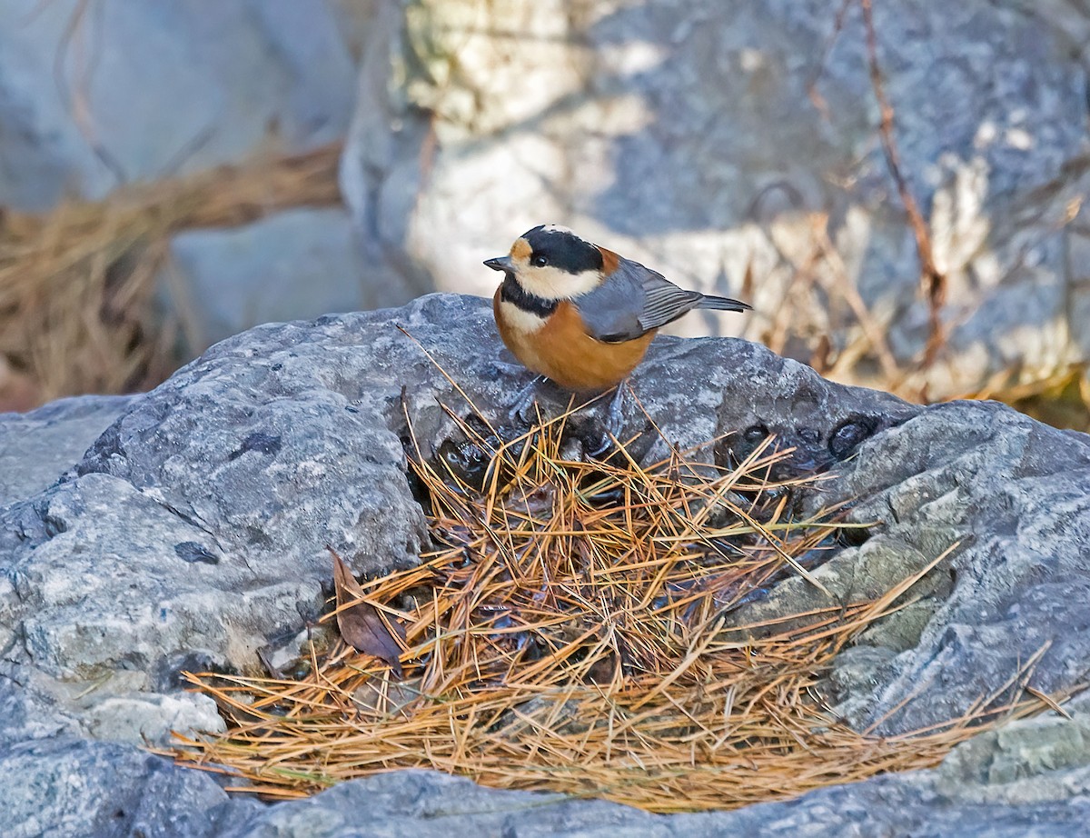 rødmeis - ML647497955