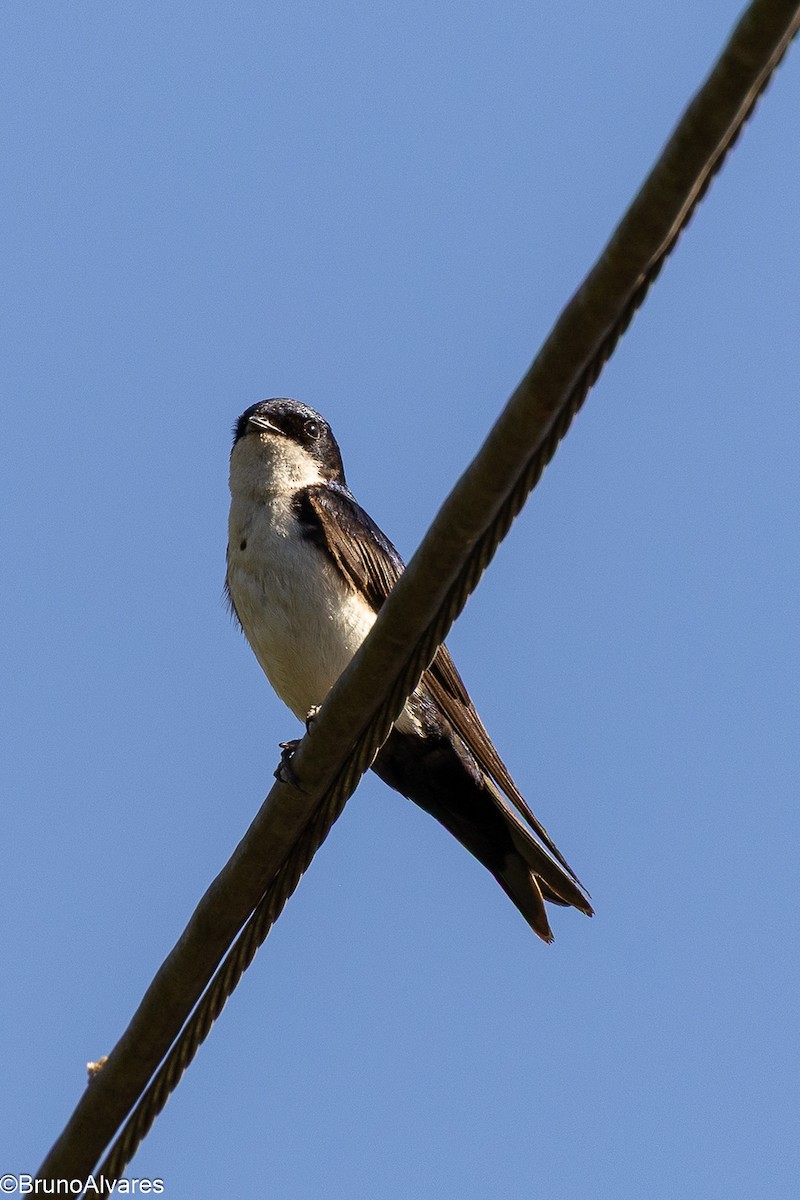 cyansvale - ML647497958