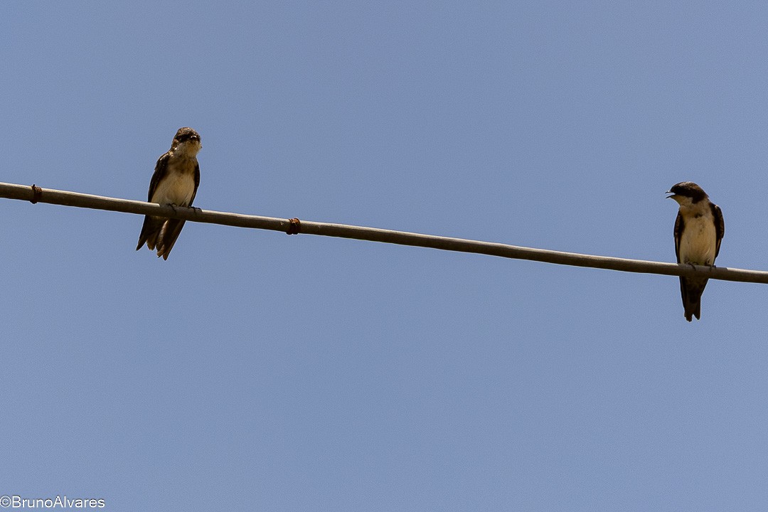 cyansvale - ML647497959