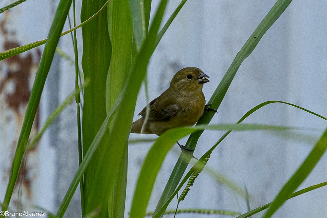 gulbukfrøeter - ML647497961