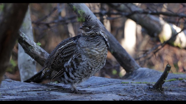 kragejerpe - ML647497965