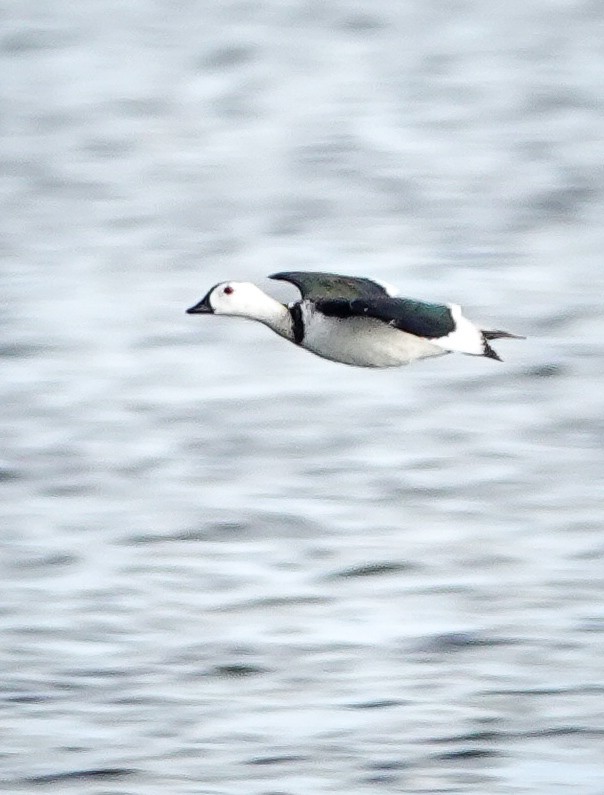 beltedvergand - ML647497966