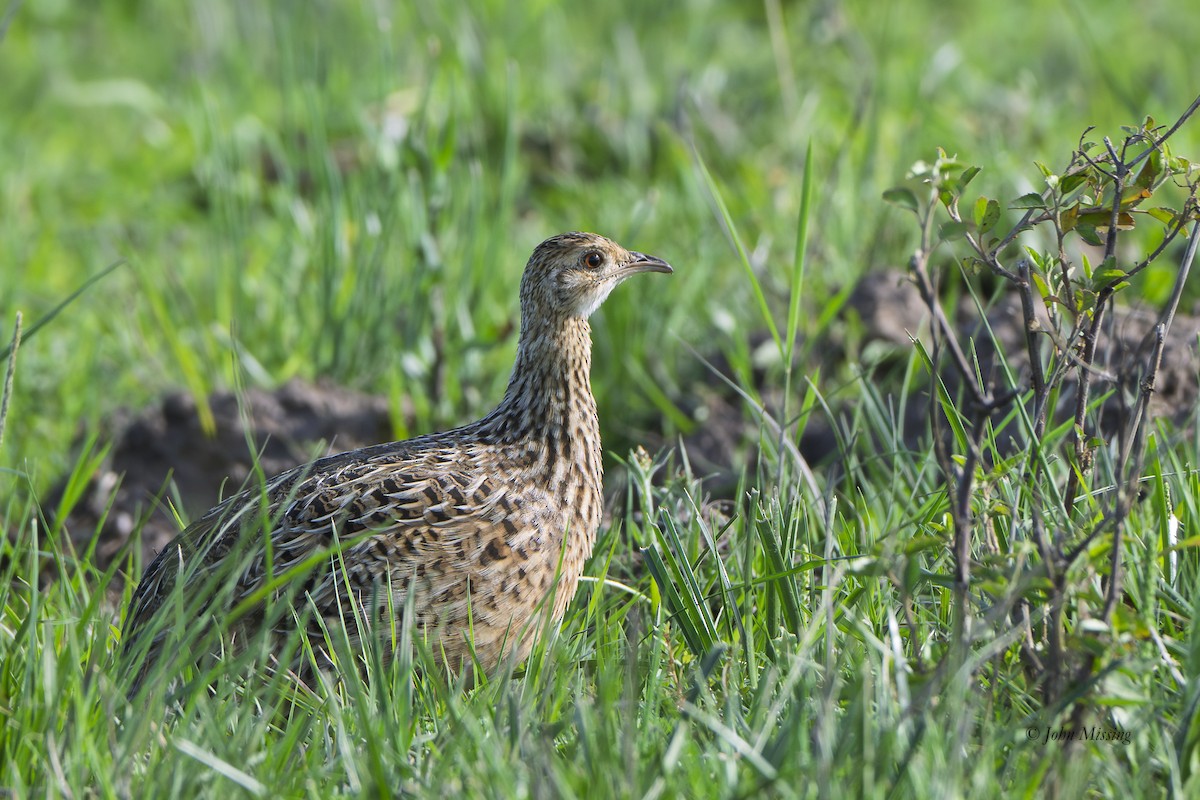 flekktinamu - ML647497968