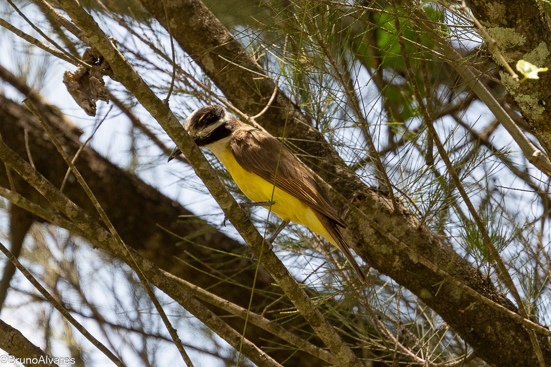 storkiskadi - ML647497970