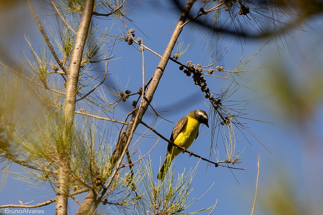 haciendatyrann - ML647497971