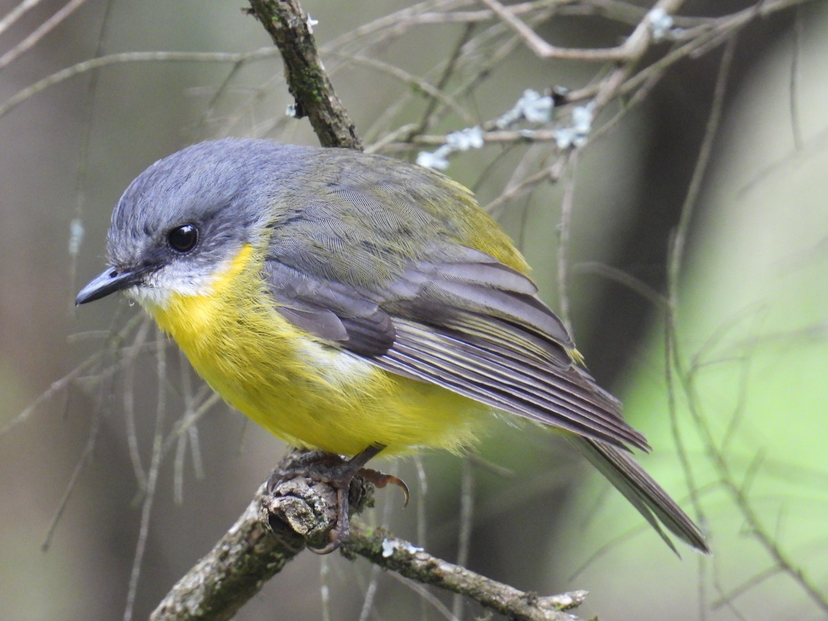 Eastern Yellow Robin - ML647497984