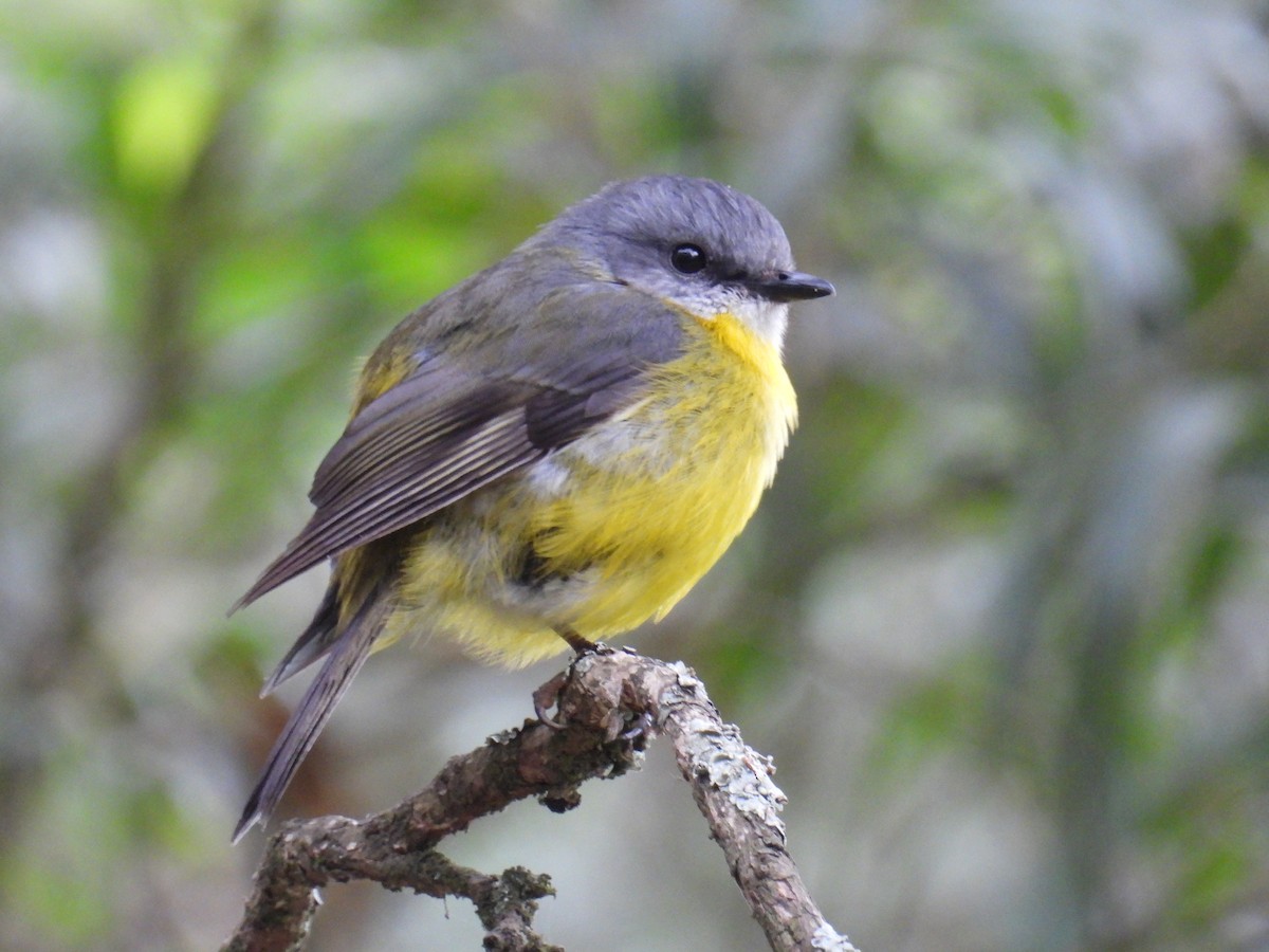 Eastern Yellow Robin - ML647497985
