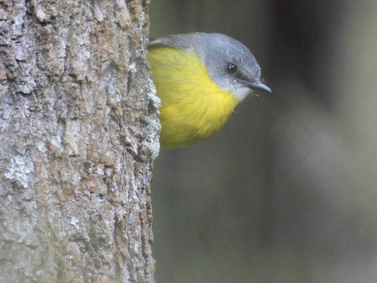 Eastern Yellow Robin - ML647497986