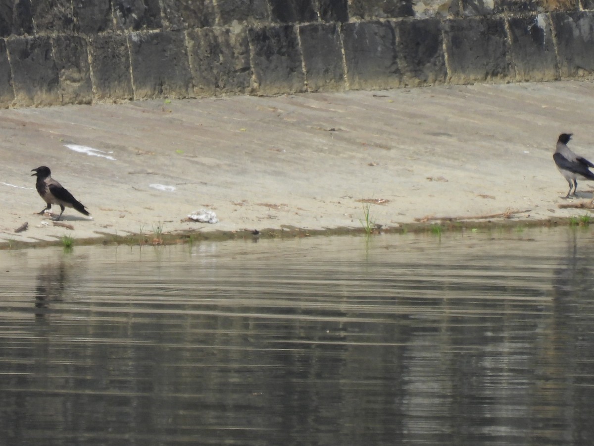 Leş Kargası - ML647498014