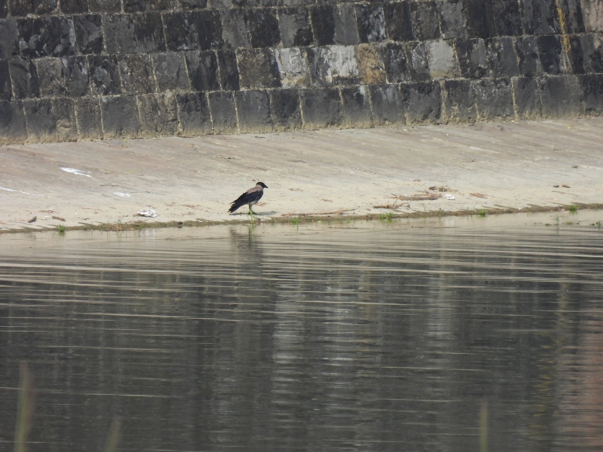 Leş Kargası - ML647498015