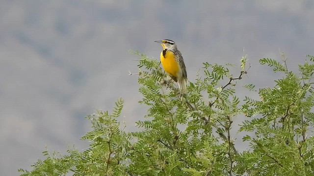 Chihuahuan Meadowlark - ML647498054