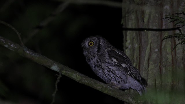 výreček západní - ML647498062