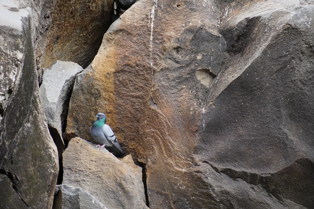 Kaya Güvercini - ML647498072