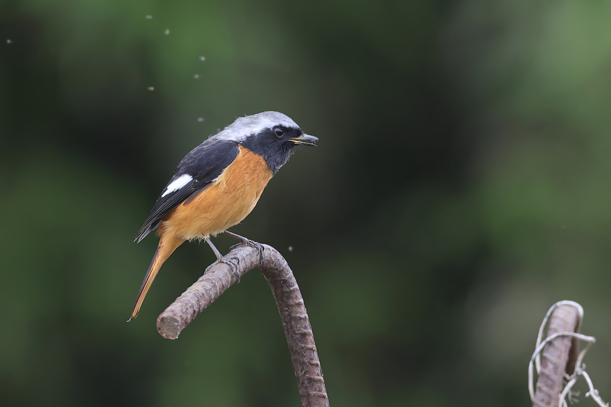 rehek daurský - ML647498075