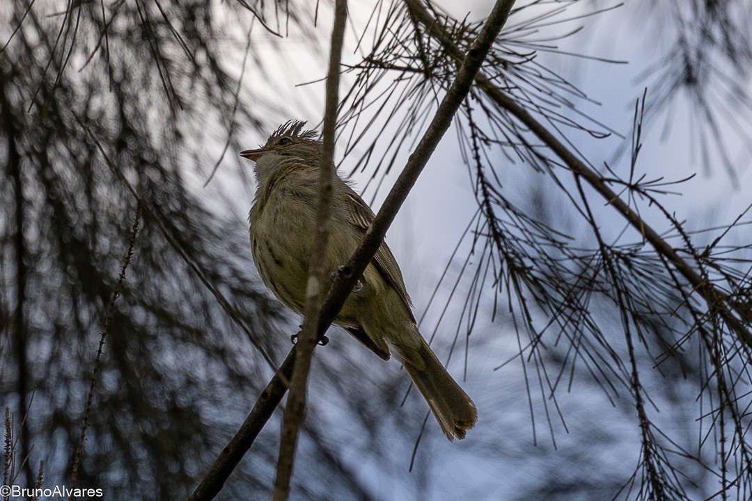 Yellow-bellied Elaenia - ML647498080
