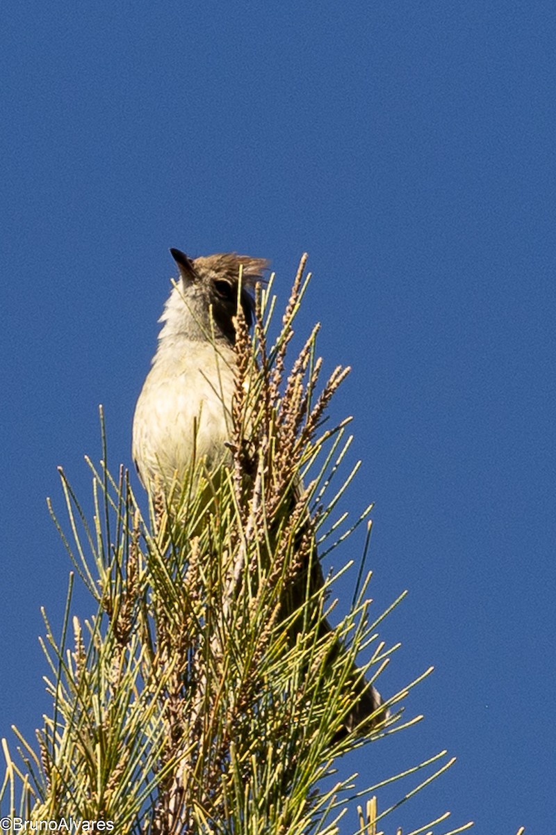 Yellow-bellied Elaenia - ML647498081