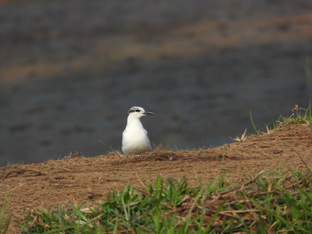 rybák bahenní - ML647498082