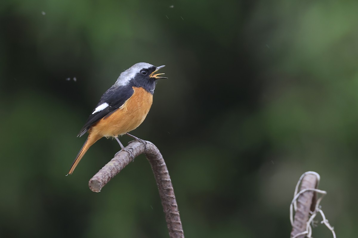 rehek daurský - ML647498086