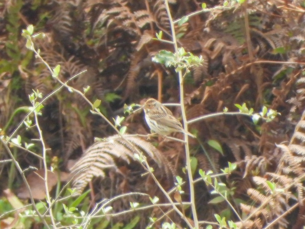 strnad malinký - ML647498087