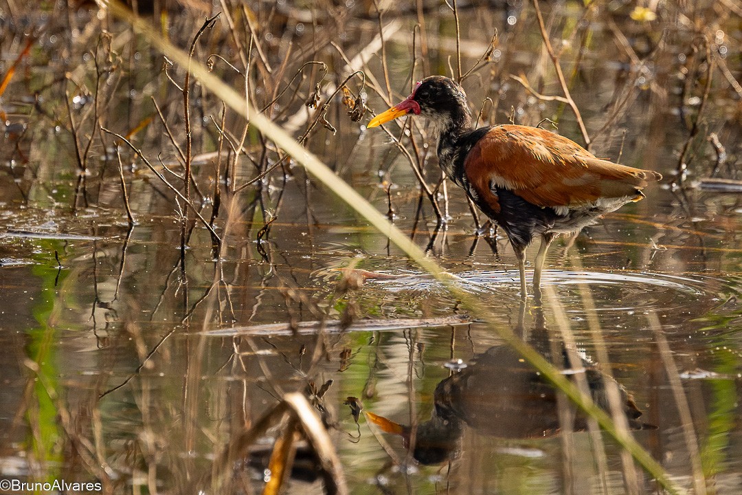 ostnák jihoamerický - ML647498089