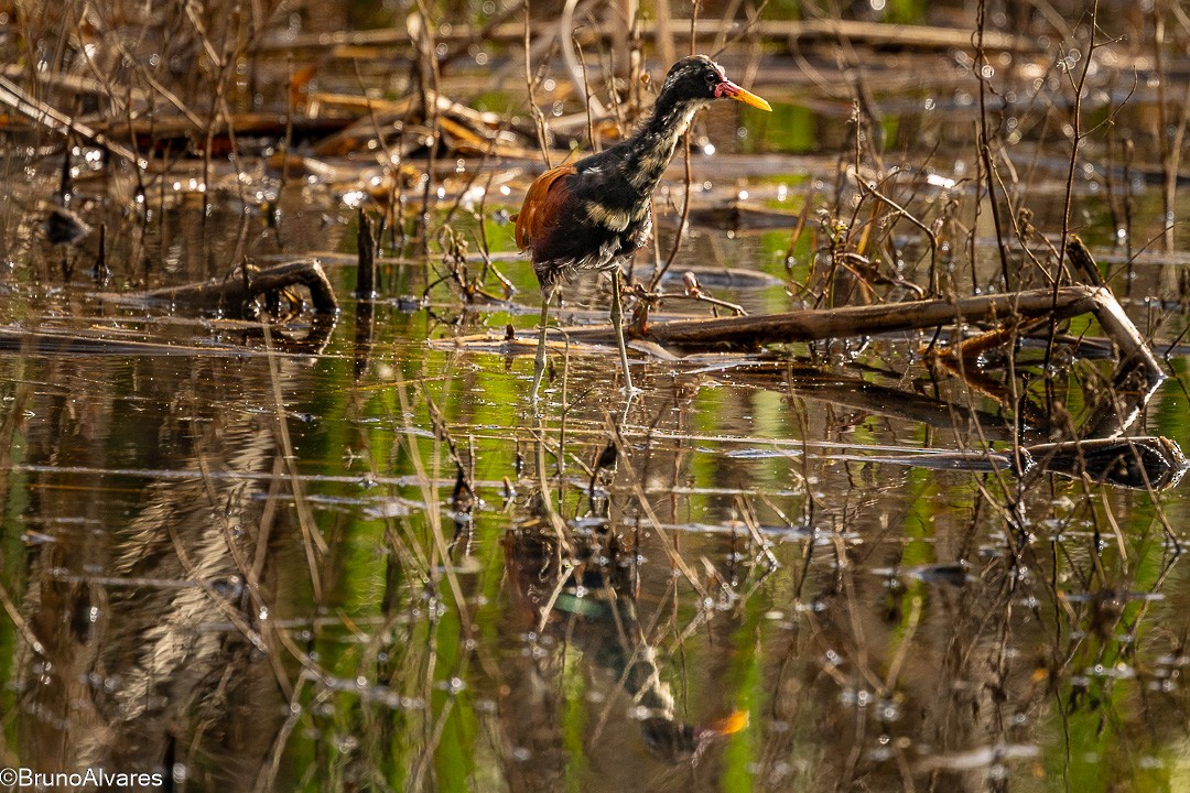 ostnák jihoamerický - ML647498090