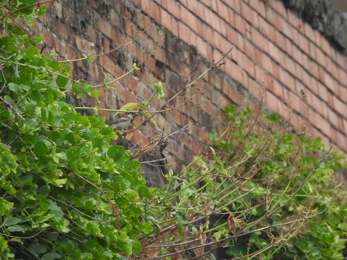 vrabec italský - ML647498091