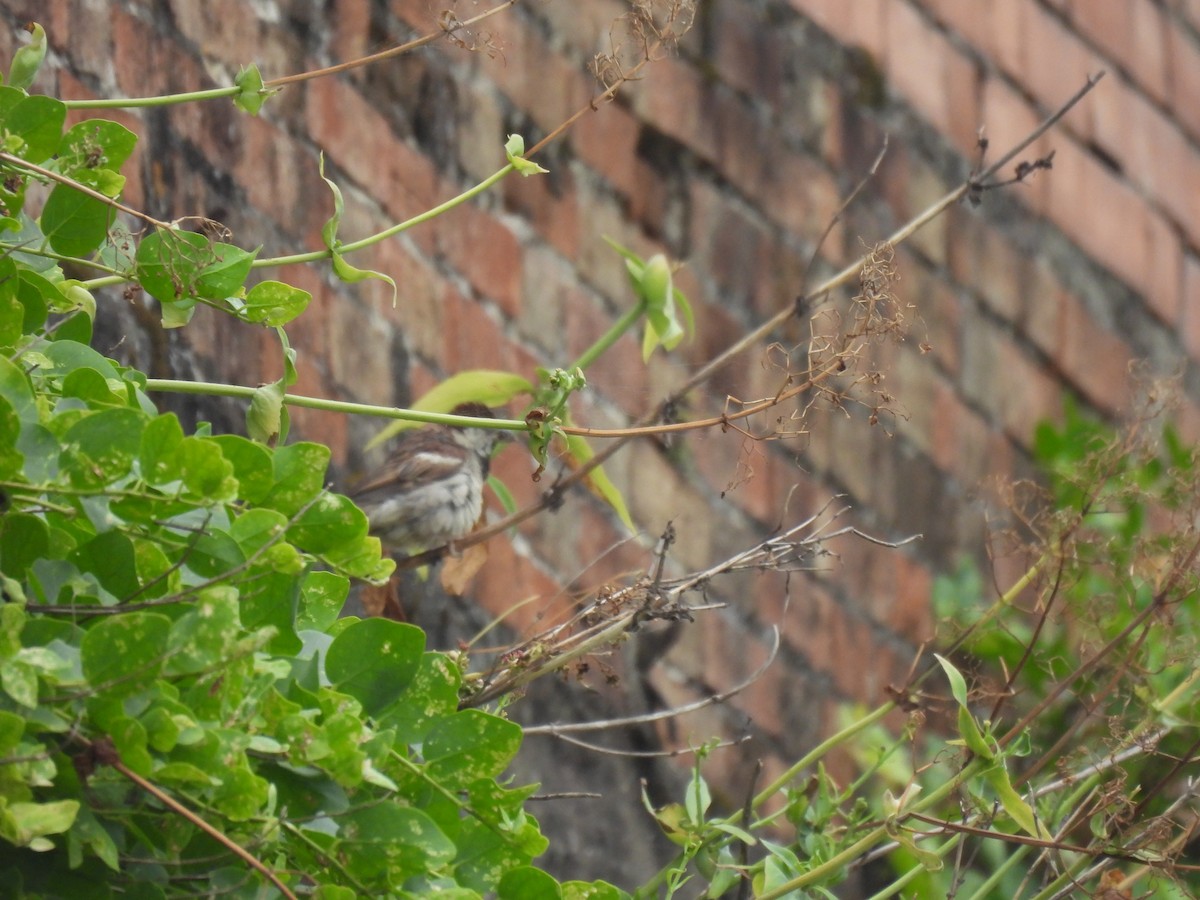 vrabec italský - ML647498092