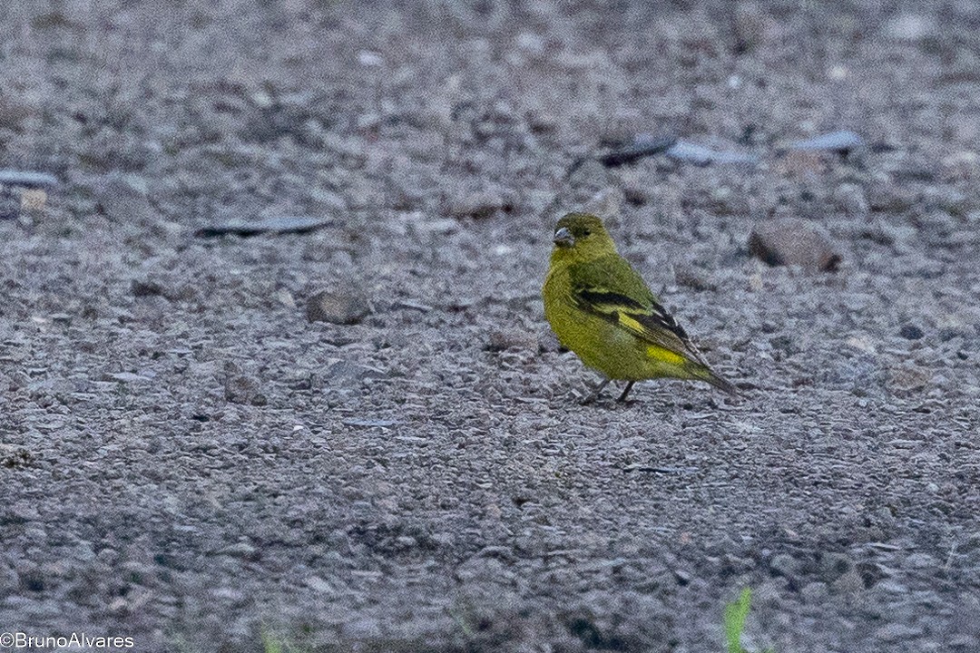 čížek jihoamerický - ML647498093