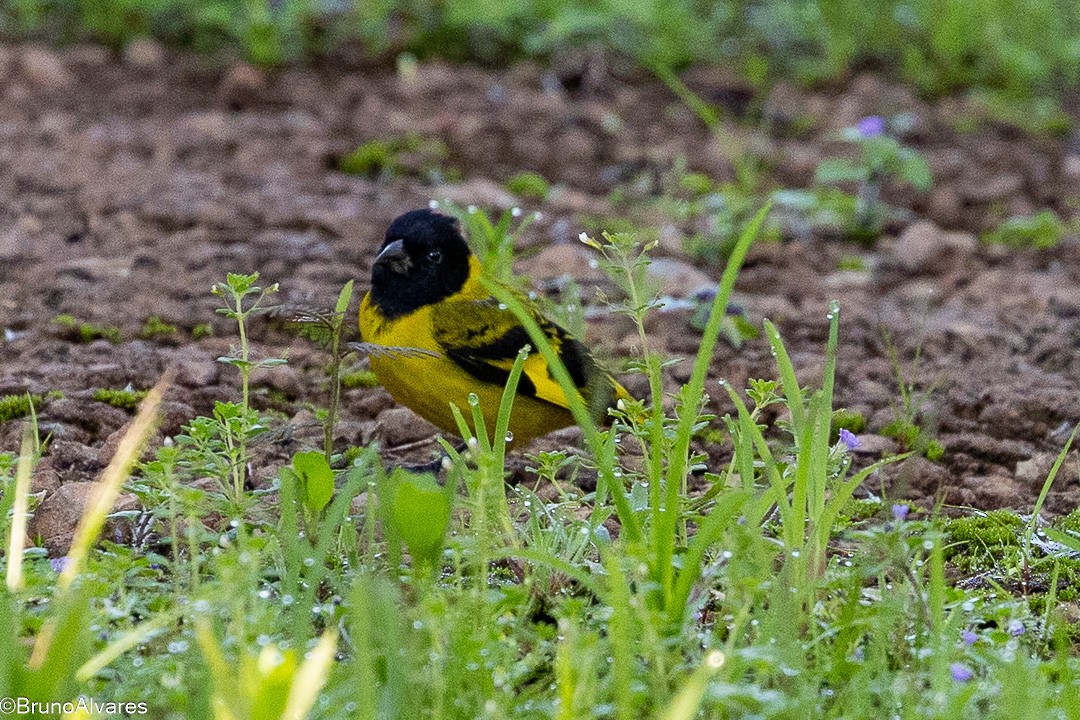 čížek jihoamerický - ML647498094