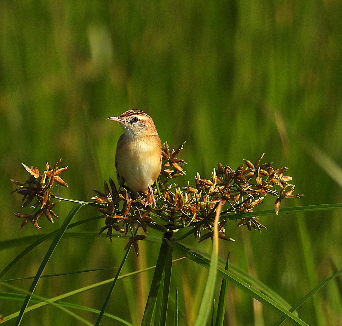 cistovník rákosníkový - ML647498095
