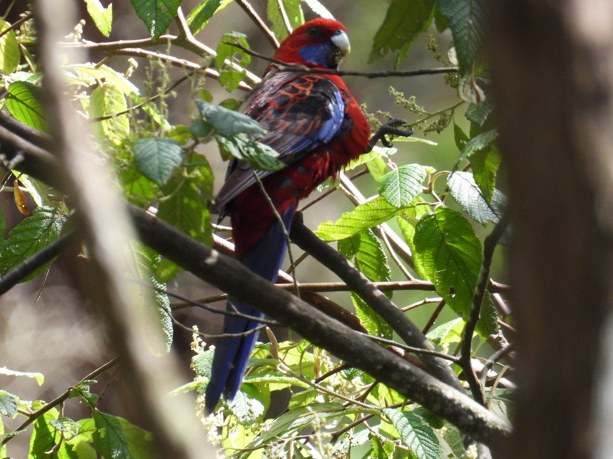 rosela Pennantova - ML647498097