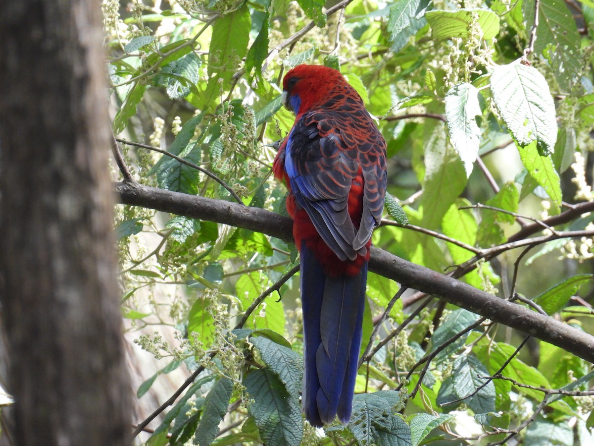 rosela Pennantova - ML647498098