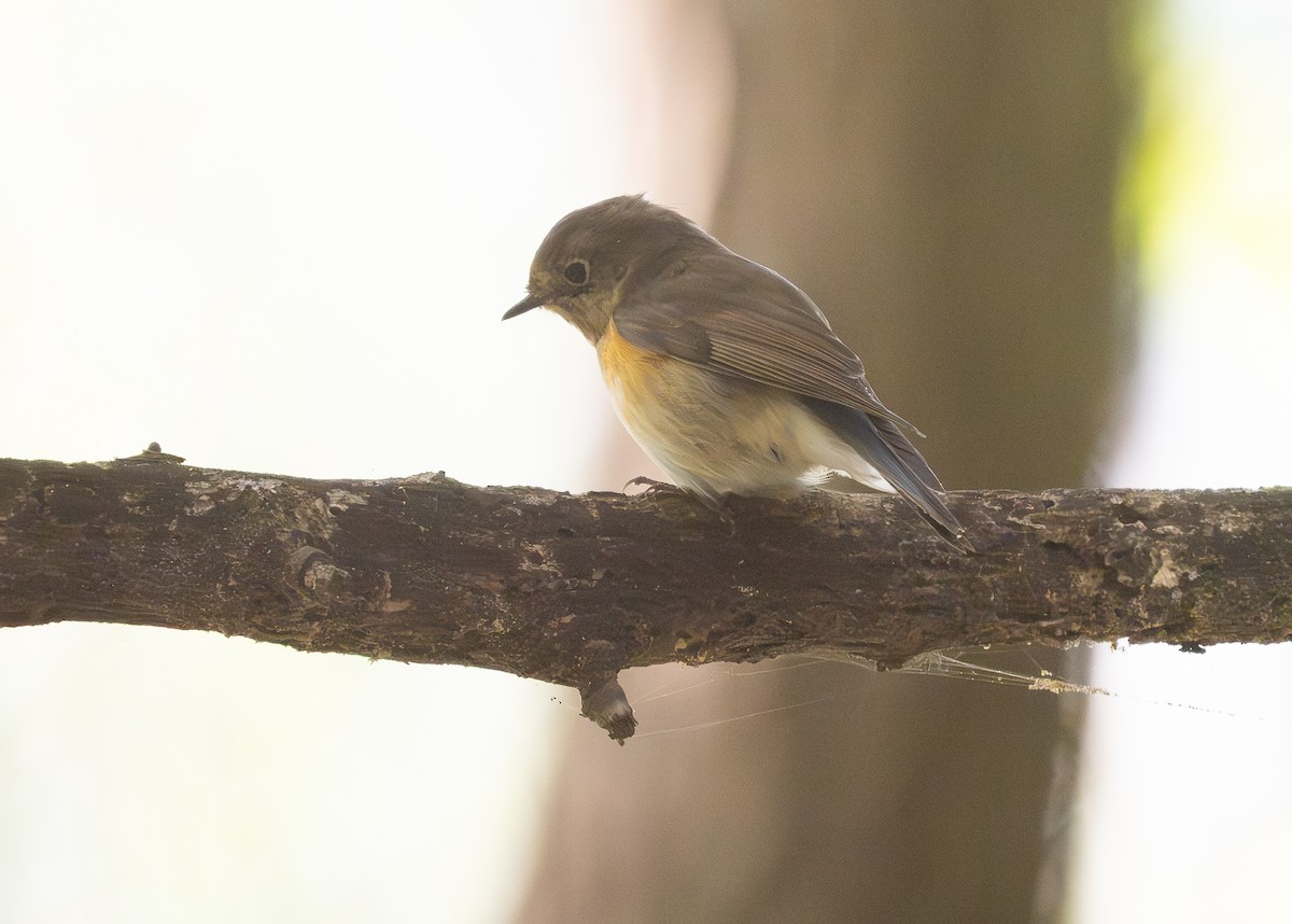 modruška tajgová - ML647498099